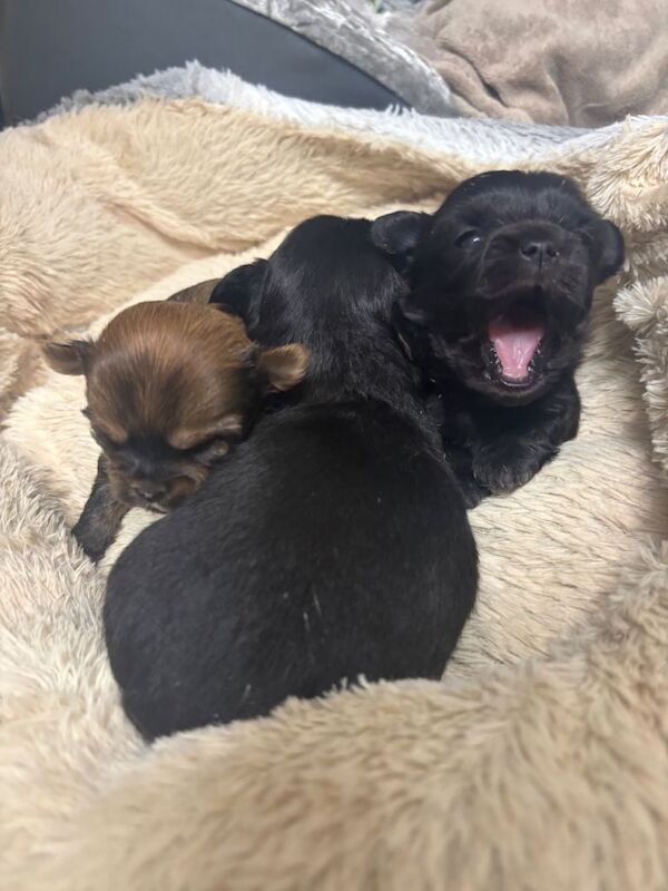 Chihuahua puppies for sale in Forfar, Angus – 3 weeks old - Image 3 of 6