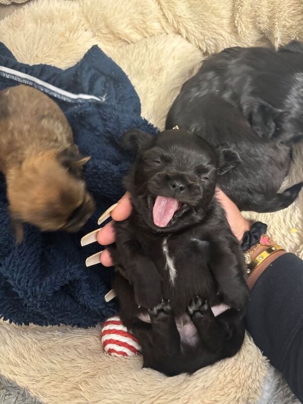 Chihuahua puppies for sale in Forfar, Angus – 3 weeks old - Image 5 of 6