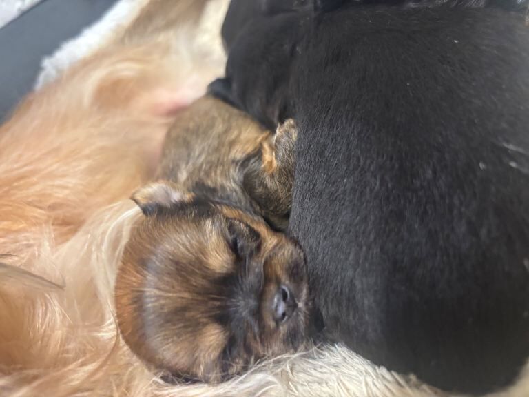 Chihuahua puppies for sale in Forfar, Angus – 3 weeks old - Image 6 of 6
