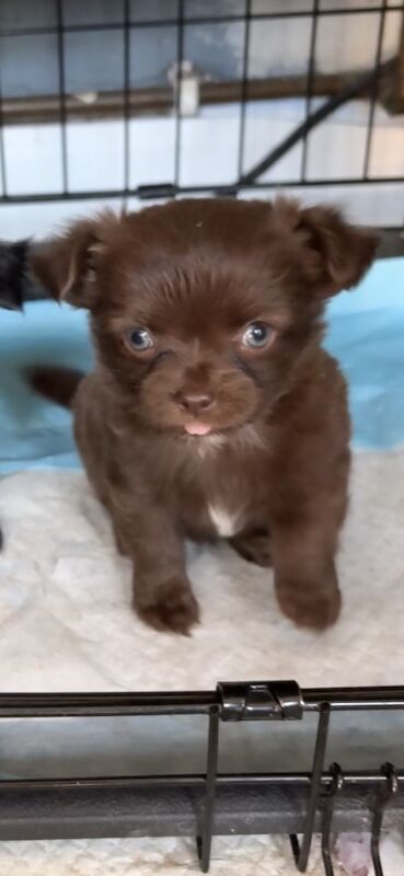 Long hair chihuahua Puppies