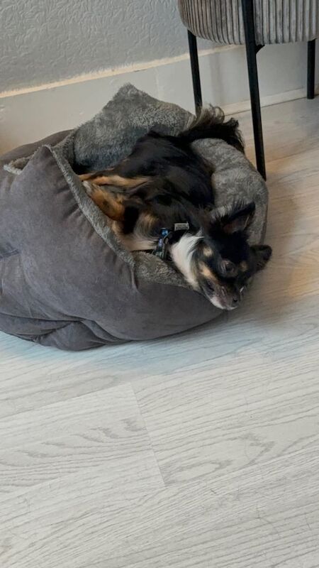 Chihuahua puppies for sale in Newham, Cornwall – 1 year old