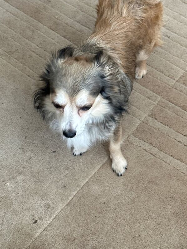 Chihuahua puppies for sale in Bicester, Oxfordshire – 5 years old