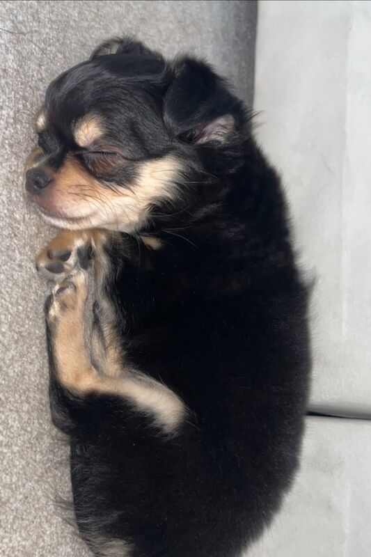 Chihuahua puppies for sale in Gloucester, Gloucestershire – 11 weeks old