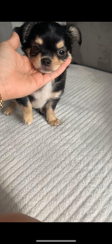 Chihuahua puppies for sale in Gloucester, Gloucestershire – 11 weeks old - Image 2 of 3