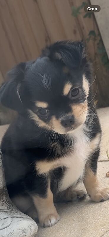 Chihuahua puppies for sale in Gloucester, Gloucestershire – 11 weeks old - Image 3 of 3