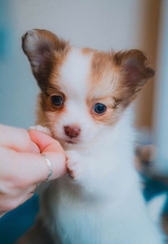 Chihuahua puppies for sale in Saltash, Cornwall – 10 weeks old