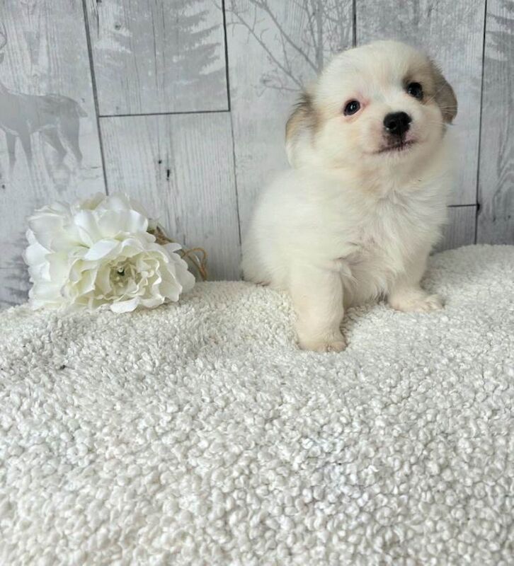 Long haired Chihuahua