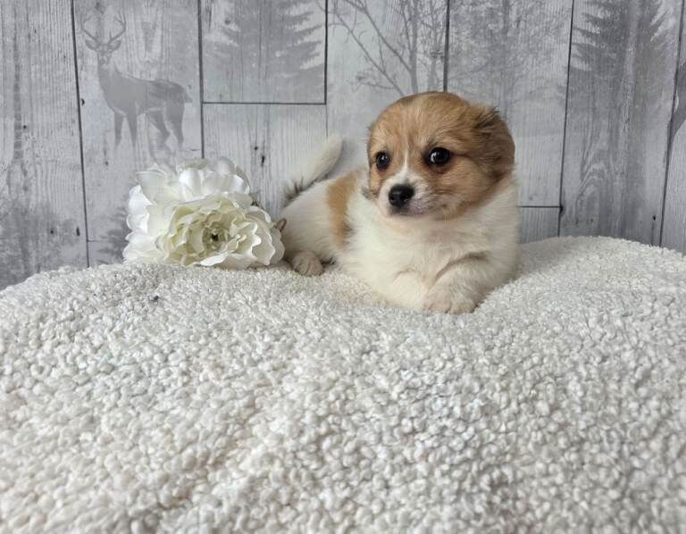 Long haired Chihuahua - Image 3 of 6