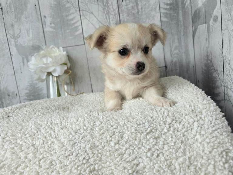 Long haired Chihuahua - Image 5 of 6