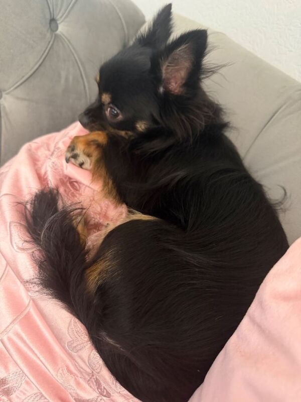 Chihuahua puppies for sale in Beckton, London – 1 year old