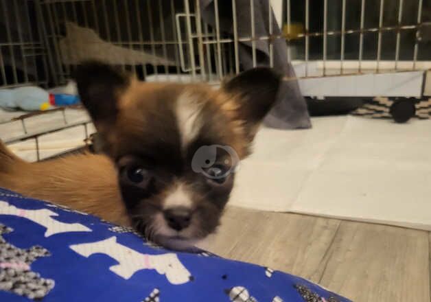 Kennel club registered puppies for sale online