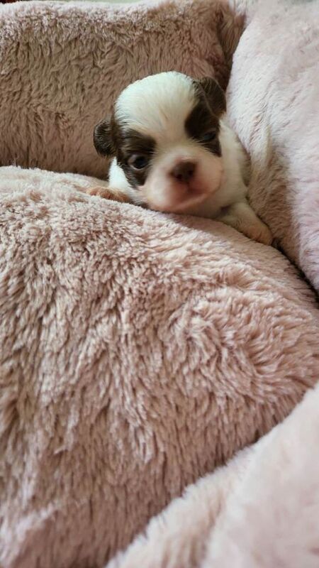 Kennel Club Registered Chihuahua Puppies For Sale