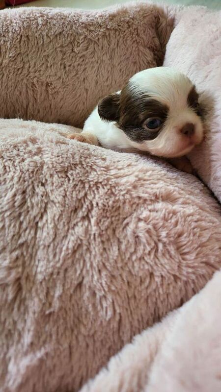 Long haired chihuahua puppies - Image 2 of 3