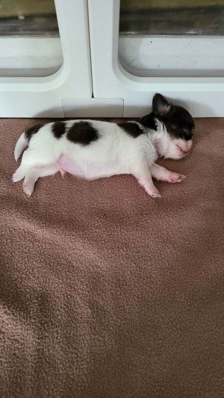 Long haired chihuahua puppies - Image 3 of 3
