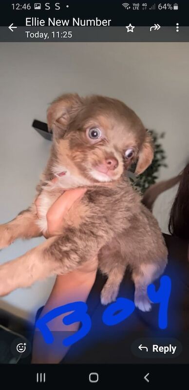 Chihuahua puppies for sale in South Side, City of Edinburgh – 9 weeks old