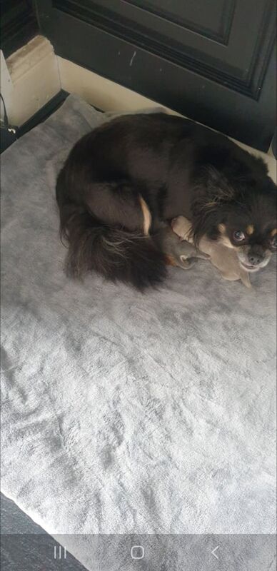 Chihuahua puppies for sale in South Side, City of Edinburgh – 9 weeks old - Image 2 of 4