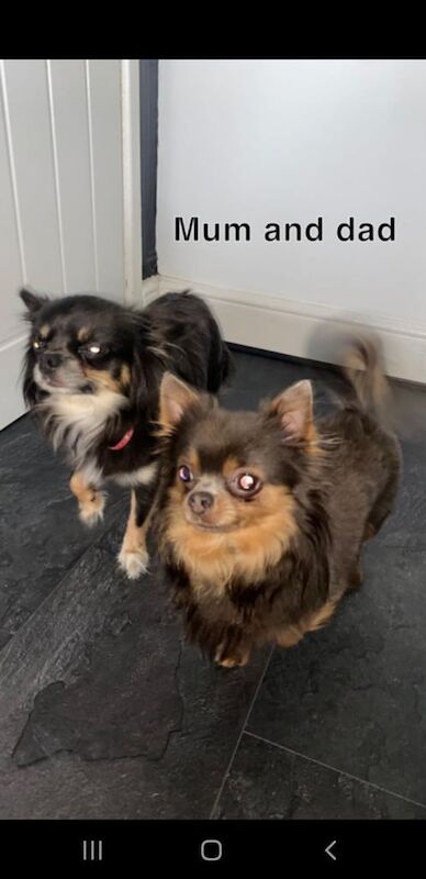 Chihuahua puppies for sale in South Side, City of Edinburgh – 9 weeks old - Image 3 of 4