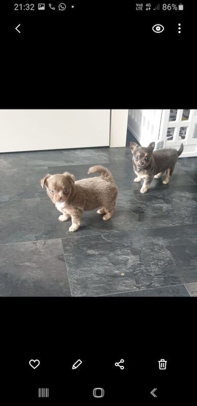 Chihuahua puppies for sale in South Side, City of Edinburgh – 9 weeks old - Image 4 of 4