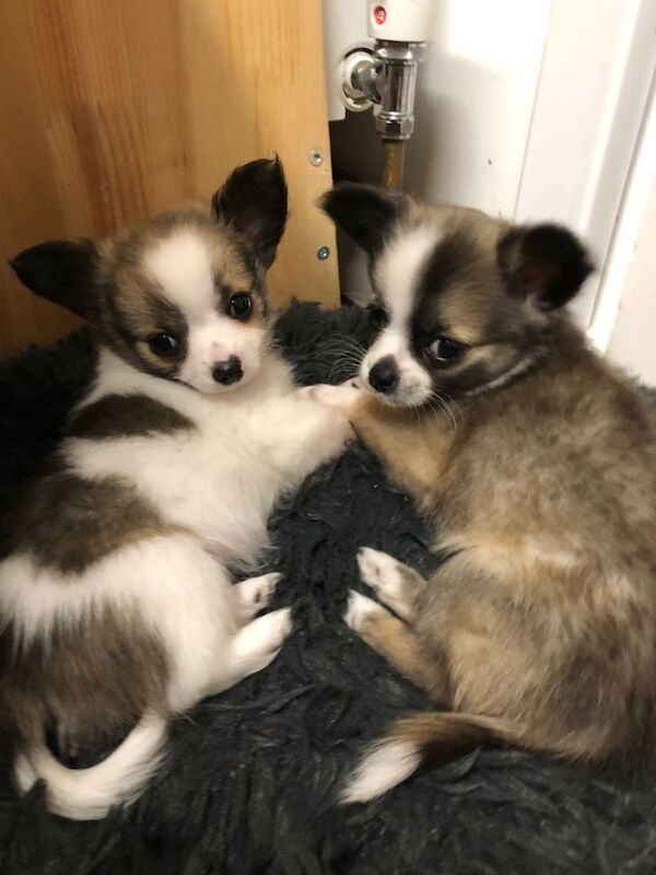Long haired chihuahuas ready to leave