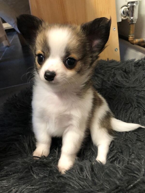 Long haired chihuahuas ready to leave - Image 2 of 5