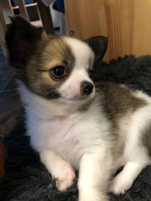 Long haired chihuahuas ready to leave - Image 3 of 5