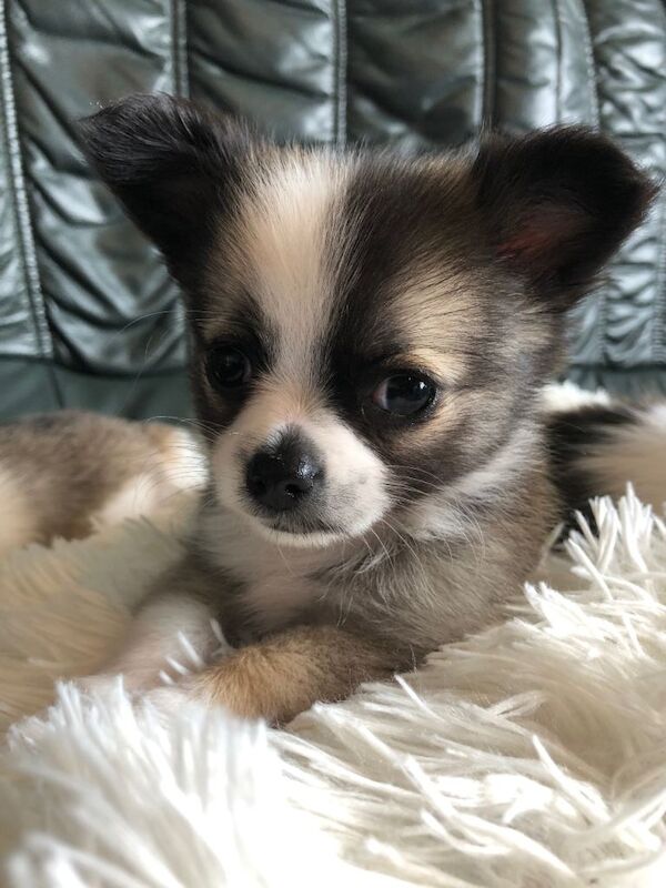 Long haired chihuahuas ready to leave - Image 4 of 5