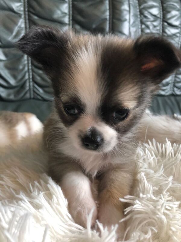 Long haired chihuahuas ready to leave - Image 5 of 5