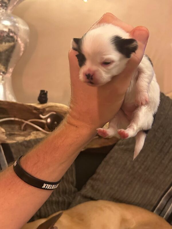 Chihuahua puppies for sale in Maryport, Cumbria – 2 weeks old