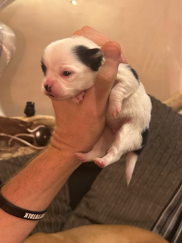 Chihuahua puppies for sale in Maryport, Cumbria – 2 weeks old - Image 2 of 5