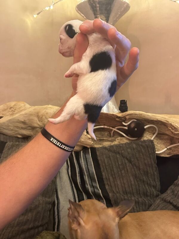 Chihuahua puppies for sale in Maryport, Cumbria – 2 weeks old - Image 3 of 5
