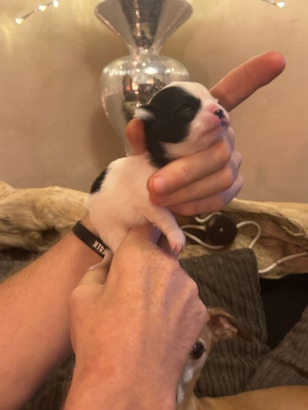 Chihuahua puppies for sale in Maryport, Cumbria – 2 weeks old - Image 4 of 5