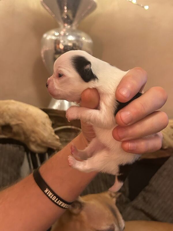 Chihuahua puppies for sale in Maryport, Cumbria – 2 weeks old - Image 5 of 5