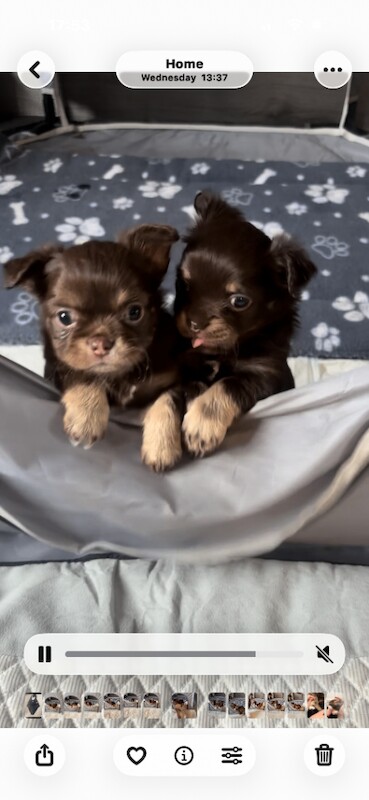 Long haired male chihuahua pups