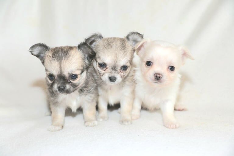 Longcoat chihuahua Puppies for sale in Rogerstone / Tŷ-Du, Gwent