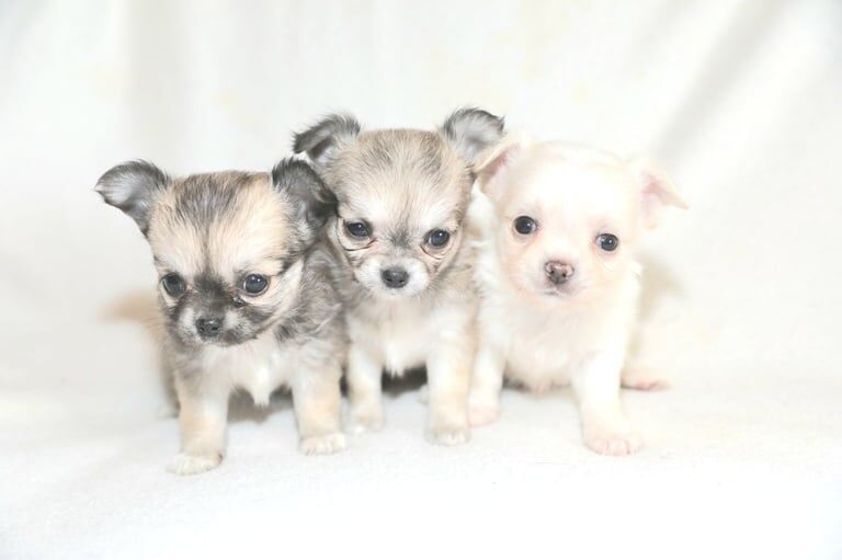 Longcoat chihuahua Puppies for sale in Rogerstone / Tŷ-Du, Gwent | Image 2