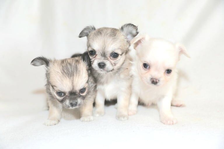 Longcoat chihuahua Puppies for sale in Rogerstone / Tŷ-Du, Gwent - Image 3