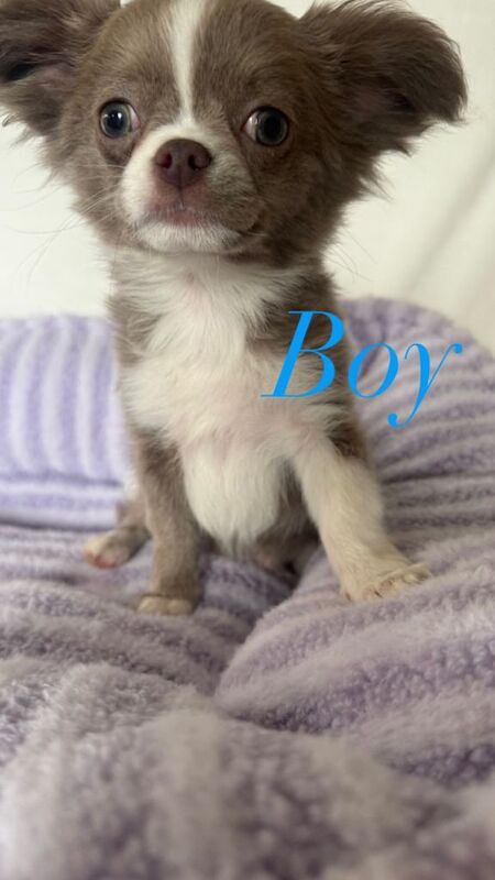 Longhair chihuahua puppies applehead - Image 2 of 4