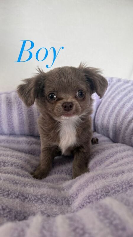 Longhair chihuahua puppies applehead - Image 3 of 4
