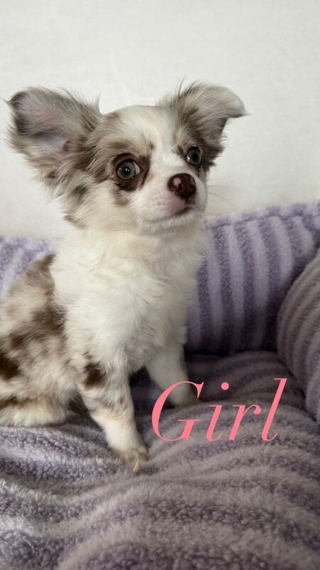 Longhair chihuahua puppies applehead - Image 4 of 4