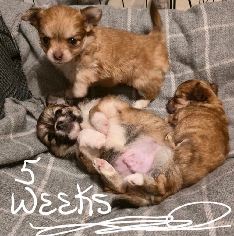 Chihuahua puppies for sale in Crediton, Devon – 8 weeks old