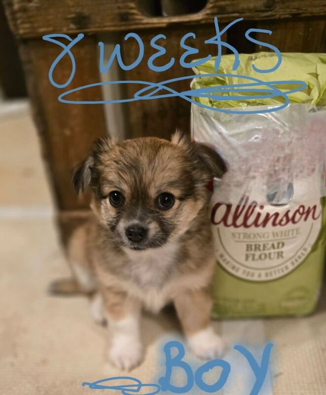 Chihuahua puppies for sale in Crediton, Devon – 7 months old - Image 2 of 3