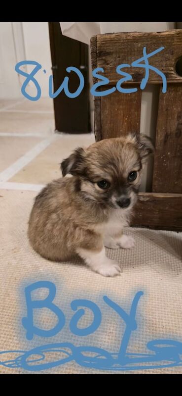 Chihuahua puppies for sale in Crediton, Devon – 7 months old - Image 3 of 3