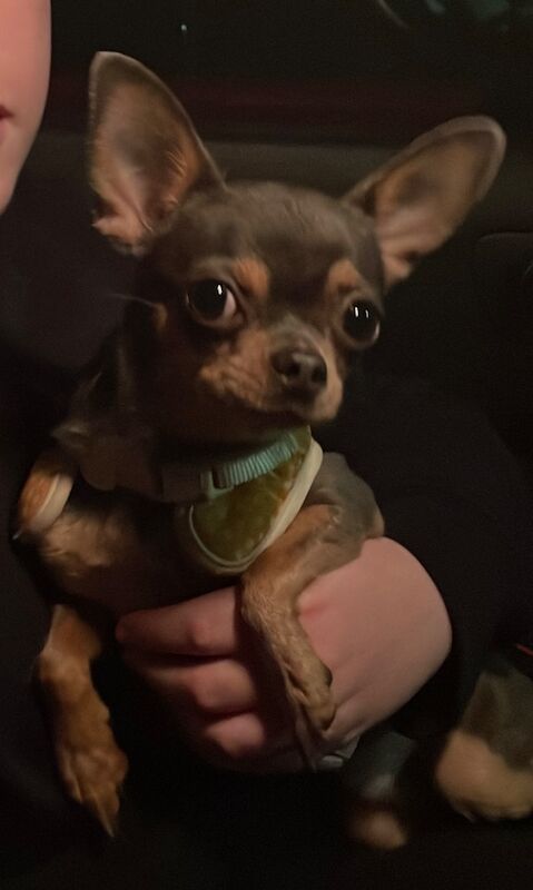 Chihuahua stud dog for stud in Chesterfield, Derbyshire – 2 years old