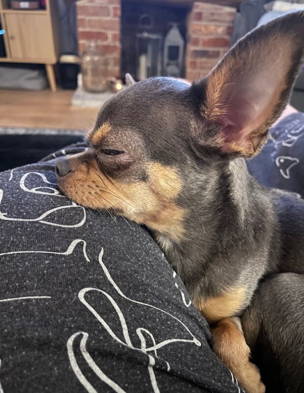 Chihuahua stud dog for stud in Chesterfield, Derbyshire – 2 years old - Image 2 of 3