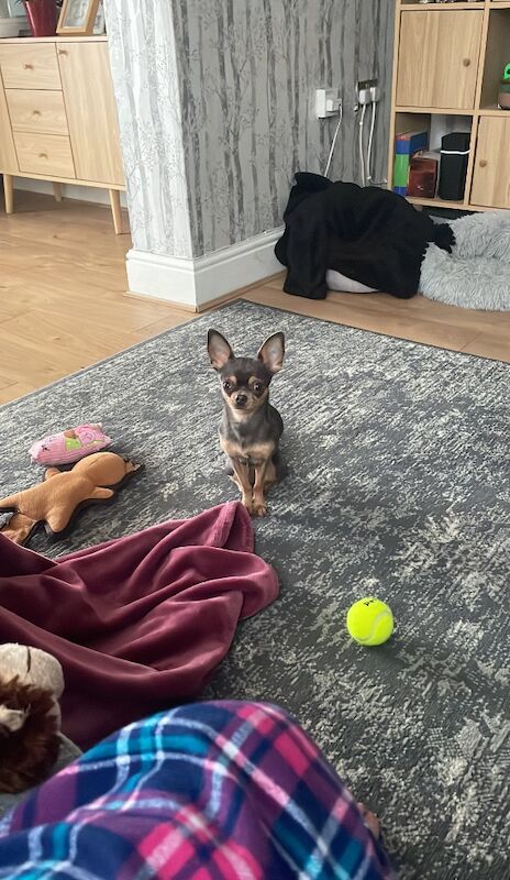Chihuahua stud dog for stud in Chesterfield, Derbyshire – 2 years old - Image 3 of 3