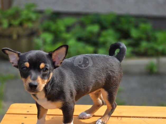 Lovelly chihuahuas Ballymena Northern Ireland for sale in Ballymena - Image 1