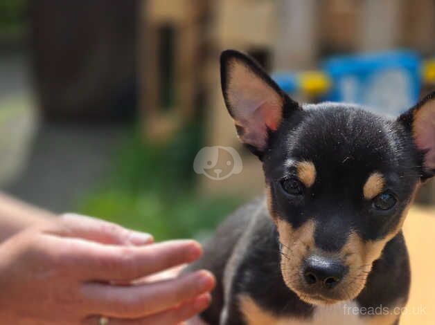 Lovelly chihuahuas Ballymena Northern Ireland for sale in Ballymena - Image 2