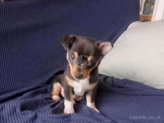Lovelly chihuahuas Ballymena Northern Ireland for sale in Ballymena - Image 3