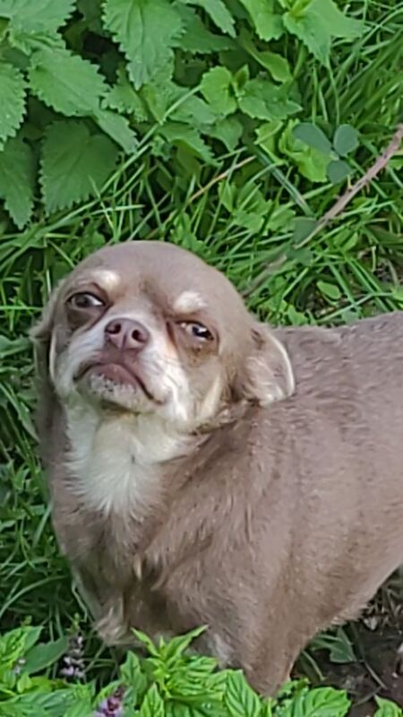 Lovely chihuahua
