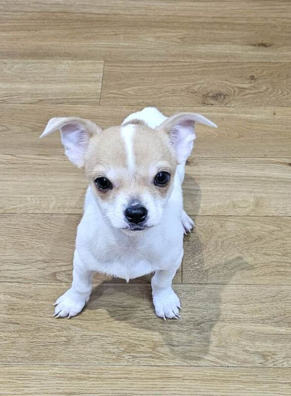 Chihuahua puppies for sale in Preston, Lancashire – 3 months old